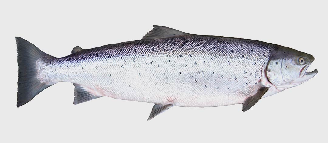 Fisch